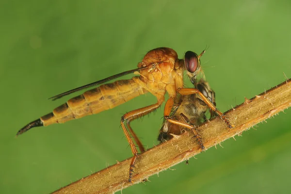 Sebuah Robberfly Asilidae Adalah Memangsa Serangga Kecil Semak Semak — Stok Foto