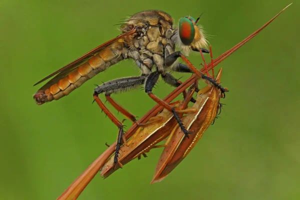 Uma Mosca Robô Asilidae Está Atacando Pequenos Insetos Mato — Fotografia de Stock