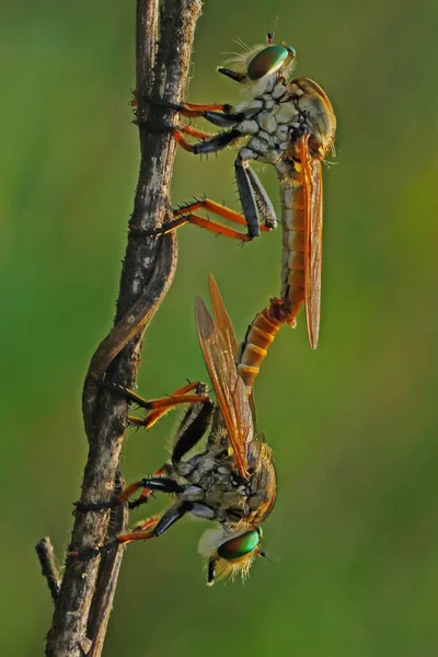 Sepasang Lalat Perampok Kawin Pada Cabang Pohon Anggur — Stok Foto