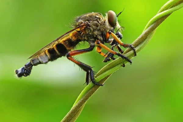 Una Mosca Rapaz Asilidae Está Cazando Pequeños Insectos Los Arbustos — Foto de Stock