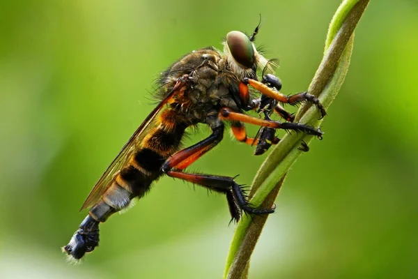 Una Mosca Rapaz Asilidae Está Cazando Pequeños Insectos Los Arbustos — Foto de Stock
