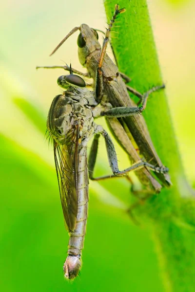 Uma Mosca Robô Asilidae Está Atacando Pequenos Insetos Mato — Fotografia de Stock