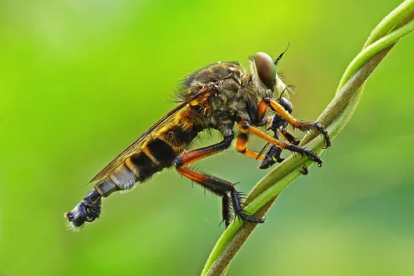 Una Mosca Rapaz Asilidae Está Cazando Pequeños Insectos Los Arbustos —  Fotos de Stock