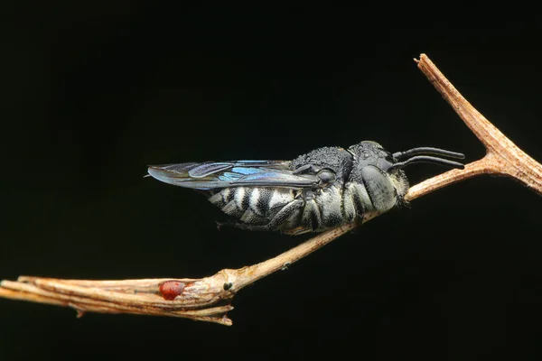 Atividade Das Abelhas Pela Manhã — Fotografia de Stock