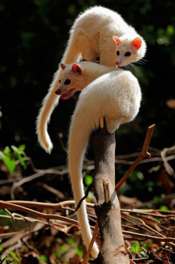 Bir çift beyaz misk kedisi saldırgan davranışlar sergiliyor..
