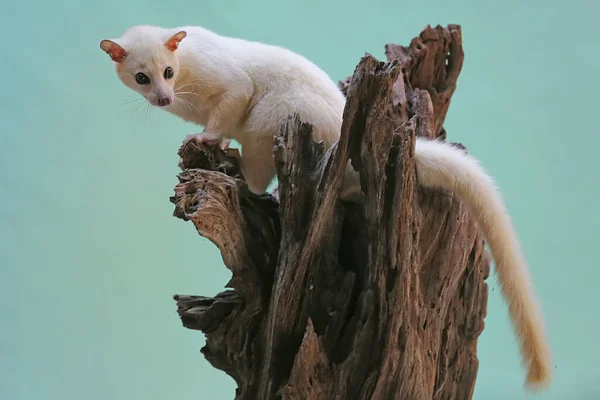 Vit Civet Katt Övervakar Sin Miljö — Stockfoto