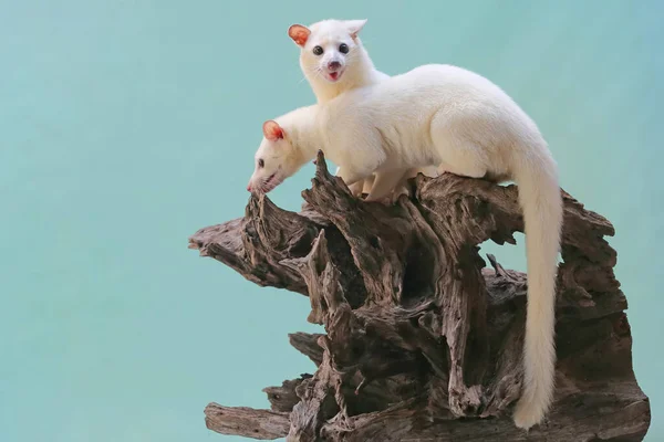 Ένα Ζευγάρι Λευκά Civet Γάτες Δείχνουν Επιθετική Συμπεριφορά — Φωτογραφία Αρχείου