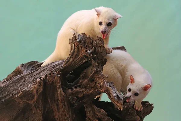 Ένα Ζευγάρι Λευκά Civet Γάτες Δείχνουν Επιθετική Συμπεριφορά — Φωτογραφία Αρχείου