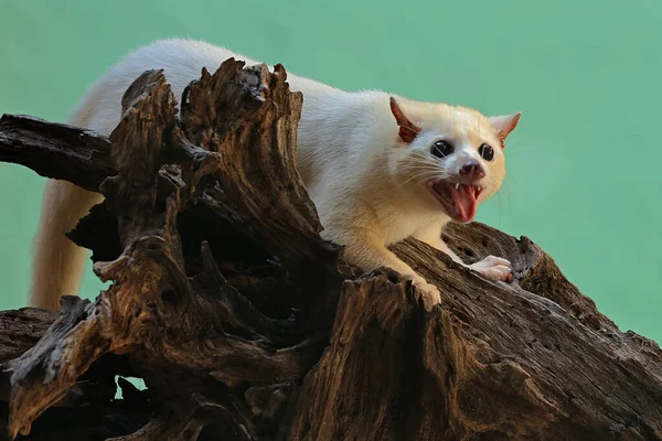 Μια Λευκή Γάτα Civet Παρακολουθεί Περιβάλλον Της — Φωτογραφία Αρχείου