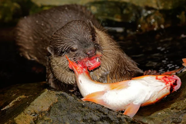 Otter Eating Goldfish — Stock Photo, Image