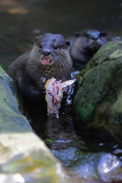 Otter Eating Goldfish — Stock Photo, Image