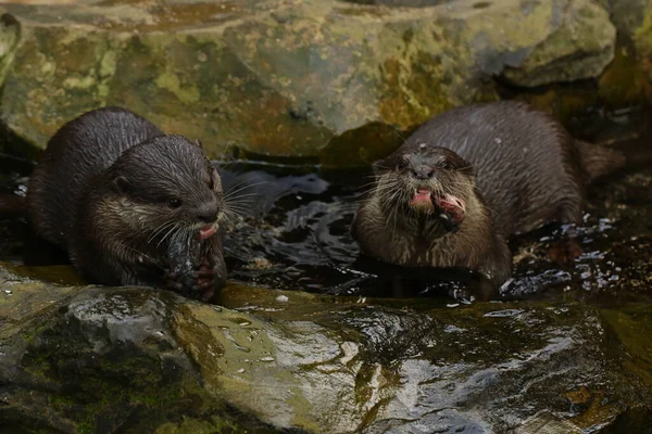 Otter Eating Goldfish — Stock Photo, Image