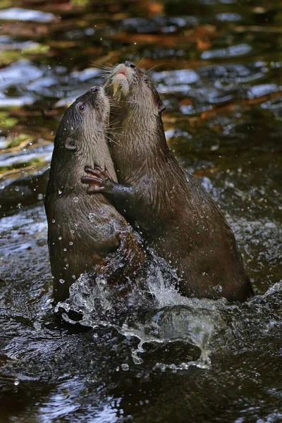 Pair Otter Playing Together Fresh Lake Water — Stock Photo, Image