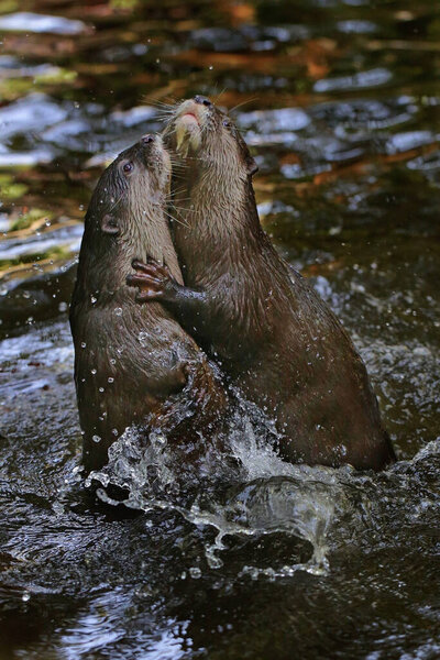 A pair of otter are playing together in fresh lake water.