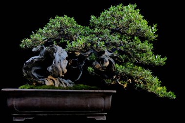 Bonsai 'nin güzelliği doğadaki minyatür büyük bir ağaçtır..