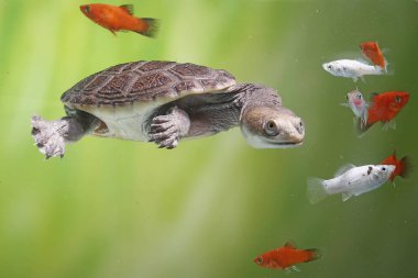 Long-necked turtles (Siebenrocky) are chasing small fish that become their prey. clipart