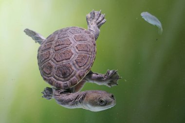 Long-necked turtles (Siebenrocky) are chasing small fish that become their prey. clipart