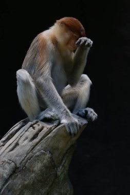 Bir hortum maymunu (Nasalis larvatus) kuru bir ağaçta tembelce oturur..