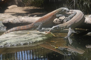Bir Komodo ejderhası (Varanus komodoensis) günlük aktivitelerine başlamadan önce güneşlenir..