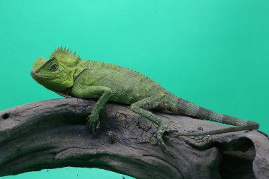 Bir orman ejderhasının (Gonocephalus chamaeleontinus) kendi bölgesine giren davetsiz hayvanlara saldırmaya hazır vücut hareketi..