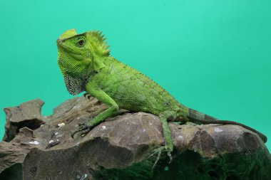 Bir orman ejderhasının (Gonocephalus chamaeleontinus) kendi bölgesine giren davetsiz hayvanlara saldırmaya hazır vücut hareketi..
