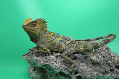Bir orman ejderhasının (Gonocephalus chamaeleontinus) kendi bölgesine giren davetsiz hayvanlara saldırmaya hazır vücut hareketi..