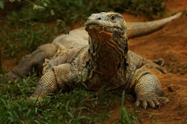 Bir Komodo ejderhası (Varanus komodoensis) günlük aktivitelerine başlamadan önce güneşlenir..