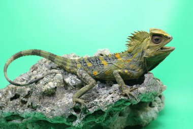 Bir orman ejderhasının (Gonocephalus chamaeleontinus) kendi bölgesine giren davetsiz hayvanlara saldırmaya hazır vücut hareketi..