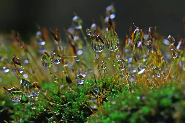 Beauty Weeds Filled Morning Dews — Stock Photo, Image