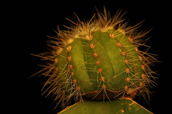 Beauté Des Fleurs Sauvages Qui Passe Souvent Inaperçue Par Les — Photo