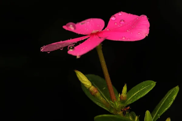 Piękno Dzikich Kwiatów Które Często Pozostają Niezauważone Przez Ludzi — Zdjęcie stockowe