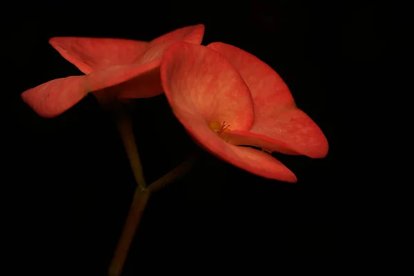 Beauté Des Fleurs Sauvages Qui Passe Souvent Inaperçue Par Les — Photo