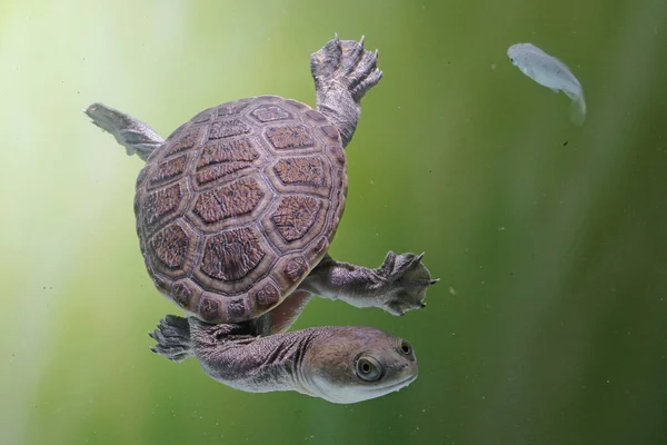 Long-necked turtles (Siebenrocky) are chasing small fish that become their prey.