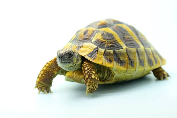 Asiatisk Sköldpadda Manouria Emys Rör Sig Långsamt — Stockfoto
