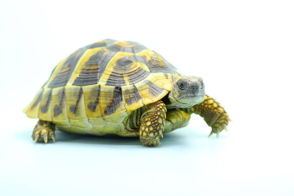 An Asian forest tortoise (Manouria emys) is moving slowly.