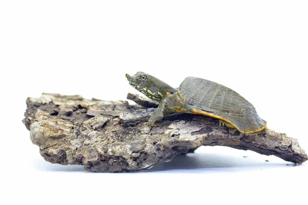 Uma Tartaruga Água Doce Trionychidae Está Tomando Banho Sol Madeira — Fotografia de Stock