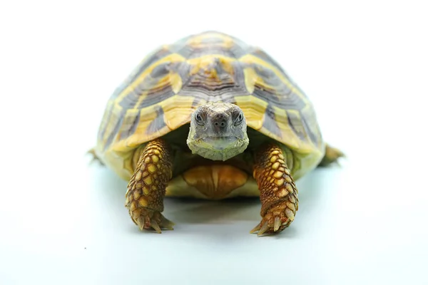 Una Testuggine Forestale Asiatica Manouria Emys Muove Lentamente — Foto Stock