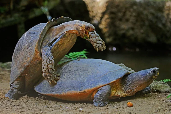 Ένα Ζευγάρι Χελωνών Ζευγαρώνουν Δίπλα Στην Πισίνα — Φωτογραφία Αρχείου