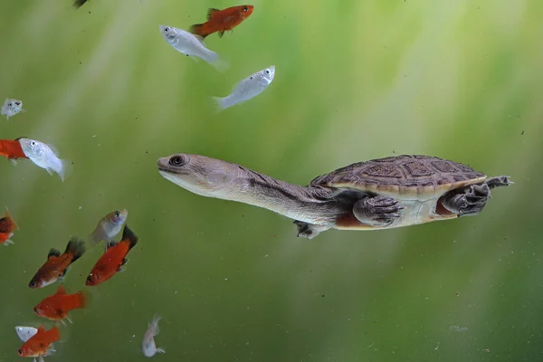 Long Necked Turtles Siebenrocky Chasing Small Fish Become Prey — Stock Photo, Image