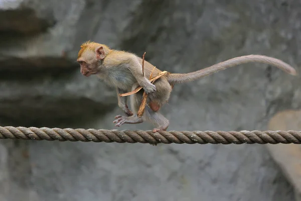 Een Baby Macaca Mascularis Loopt Een Touw — Stockfoto