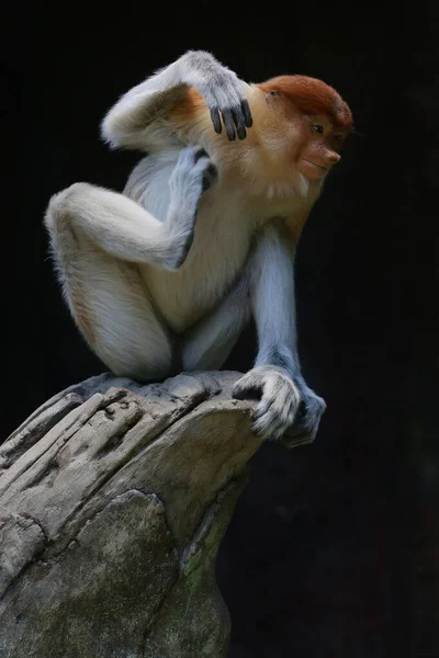 Mono Proboscis Nasalis Larvatus Está Sentado Perezosamente Sobre Madera Seca — Foto de Stock