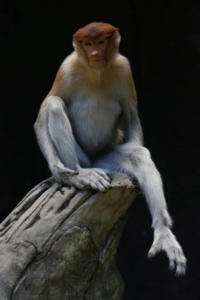 Proboscis Monkey Nasalis Larvatus Sitting Lazily Dry Wood — Stock Photo, Image