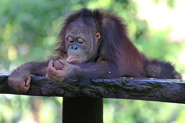 Orangután Pongo Descansa Sobre Una Silla Hormigón — Foto de Stock