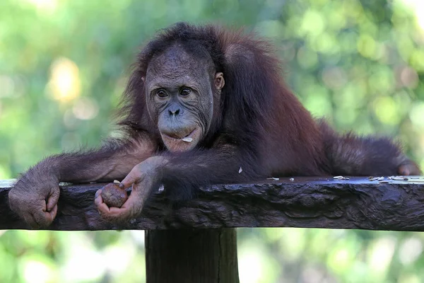 Orangotango Pongo Está Descansando Uma Cadeira Concreto — Fotografia de Stock