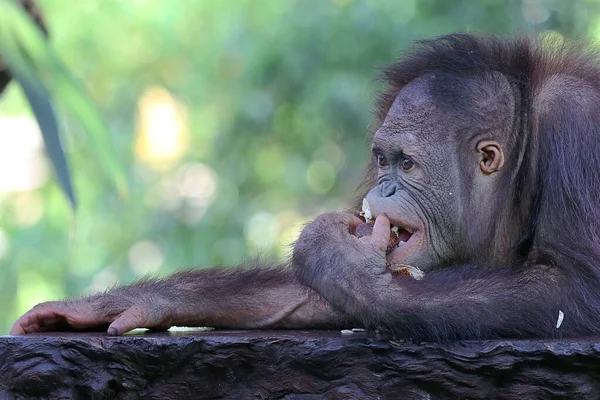 Een Orang Oetan Pongo Rust Een Betonnen Stoel — Stockfoto