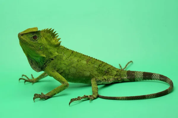 Geste Corporel Dragon Forestier Gonocephalus Chamaeleontinus Prêt Attaquer Les Animaux — Photo