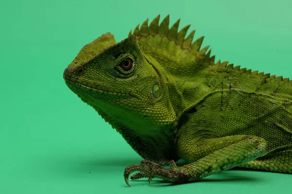 Gesto Corporal Dragão Floresta Gonocephalus Chamaeleontinus Que Está Pronto Para — Fotografia de Stock