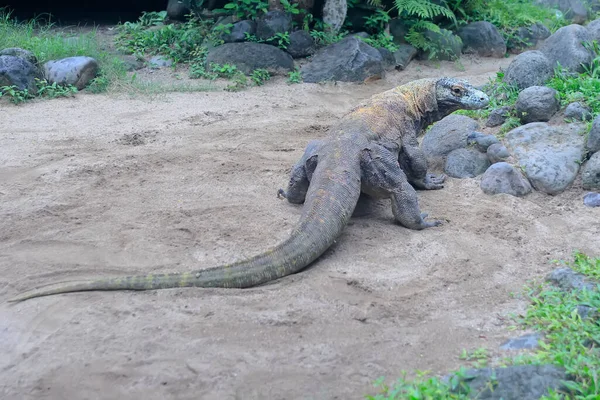 Dragón Komodo Varanus Komodoensis Está Tomando Sol Antes Comenzar Sus — Foto de Stock