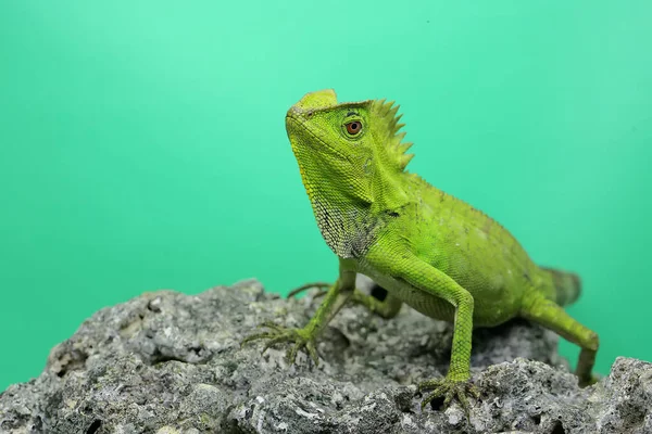 Bir orman ejderhasının (Gonocephalus chamaeleontinus) kendi bölgesine giren davetsiz hayvanlara saldırmaya hazır vücut hareketi..