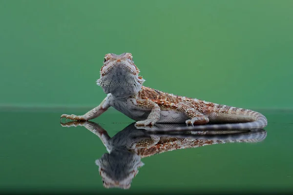 Appearance Mighty Authoritative Lizard — Stock Photo, Image